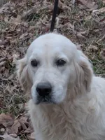 Imported proven stud AKC, a male English Cream Golden Retriever for sale in Russellville, AL – Photo 1 of 3