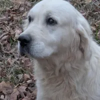 Imported proven stud AKC, a male English Cream Golden Retriever for sale in Russellville, AL – Photo 2 of 3