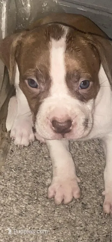 Pit bulls  – American Pit Bull Terrier puppy for sale in Detroit, MI