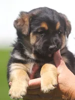 Violet, a female German Shepherd Dog and Golden Retriever for sale in Howell, MI – 2 of 4