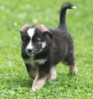 River, a male Border Collie and Labrador Retriever for sale in Lansing, MI – 4 of 6