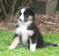 Haley, a female Border Collie and Labrador Retriever for sale in Lansing, MI – 2 of 8