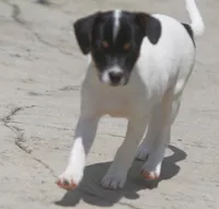 Betty, a female Jack Russell Terrier and Toy Fox Terrier for sale in Lansing, MI – 3 of 5