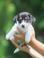 Sunny, a female Jack Russell Terrier and Toy Fox Terrier for sale in Lansing, MI – 1 of 7