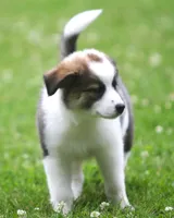 Tully, a female Border Collie and Labrador Retriever for sale in Lansing, MI – 8 of 10
