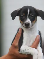 Roku, a male Jack Russell Terrier and Toy Fox Terrier for sale in Lansing, MI – 5 of 6