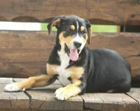 Joey, a male German Shepherd Dog and Labrador Retriever for sale in Howell, MI – 2 of 5