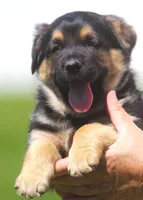 Violet, a female German Shepherd Dog and Golden Retriever for sale in Howell, MI – 3 of 4