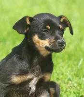 Nicki, a female Jack Russell Terrier and Miniature Pinscher for sale in Howell, MI – 3 of 5