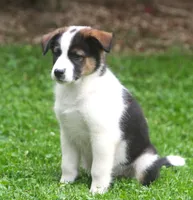 Noah, a male Border Collie and Labrador Retriever for sale in Lansing, MI – 3 of 8