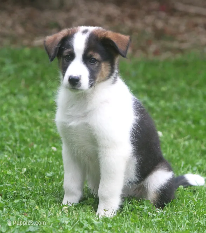 Noah – Border Collie, Labrador Retriever puppy for sale in Lansing, MI