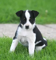 Hooty, a male Jack Russell Terrier and Miniature Pinscher for sale in Howell, MI – 1 of 4