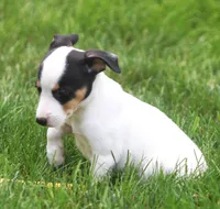 Raina, a female Jack Russell Terrier and Toy Fox Terrier for sale in Lansing, MI – 6 of 9