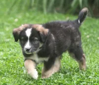 River, a male Border Collie and Labrador Retriever for sale in Lansing, MI – 5 of 6