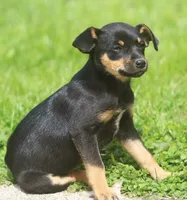 Nicki, a female Jack Russell Terrier and Miniature Pinscher for sale in Howell, MI – 2 of 5