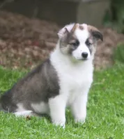 Tully, a female Border Collie and Labrador Retriever for sale in Lansing, MI – 2 of 10