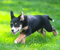 Bodie, a male German Shepherd Dog and Labrador Retriever for sale in Howell, MI – 3 of 4