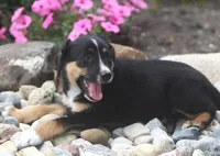 Jamie, a male German Shepherd Dog and Labrador Retriever for sale in Howell, MI – 2 of 3