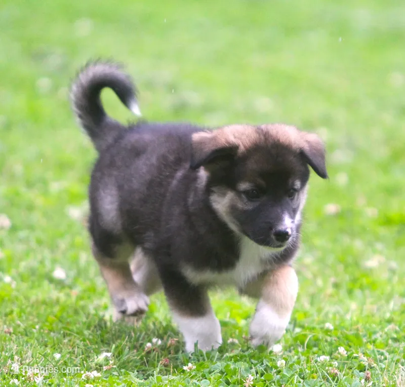 Ziggy – Border Collie, Labrador Retriever puppy for sale in Lansing, MI