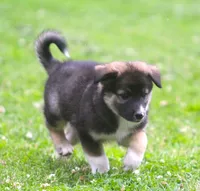 Ziggy, a male Border Collie and Labrador Retriever for sale in Lansing, MI – 2 of 4