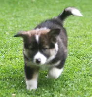 Bailey, a male Border Collie and Labrador Retriever for sale in Lansing, MI – 4 of 4