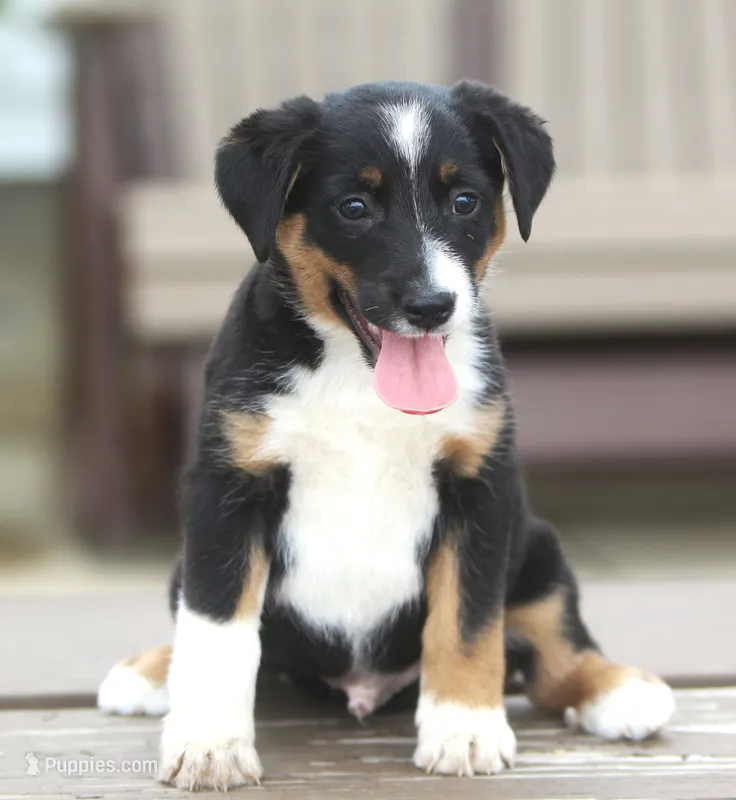 Flynn – German Shepherd Dog, Labrador Retriever puppy for sale in Howell, MI