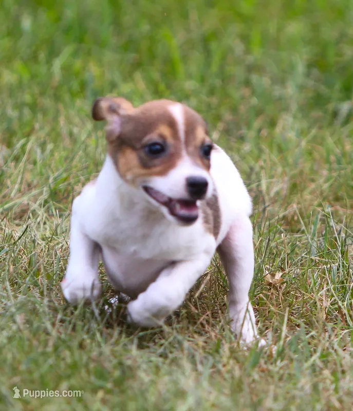 Nina – Jack Russell Terrier, Toy Fox Terrier puppy for sale in Lansing, MI