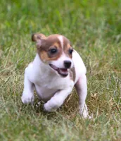 Nina, a female Jack Russell Terrier and Toy Fox Terrier for sale in Lansing, MI – 1 of 4
