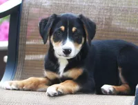 Finn, a male German Shepherd Dog and Labrador Retriever for sale in Howell, MI – 2 of 3
