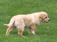 Goldie, a female German Shepherd Dog and Golden Retriever for sale in Howell, MI – 5 of 5