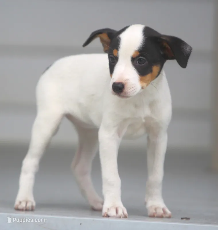 Raina – Jack Russell Terrier, Toy Fox Terrier puppy for sale in Lansing, MI