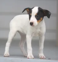 Raina, a female Jack Russell Terrier and Toy Fox Terrier for sale in Lansing, MI – 3 of 9