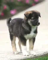 Ziggy, a male Border Collie and Labrador Retriever for sale in Lansing, MI – 4 of 4