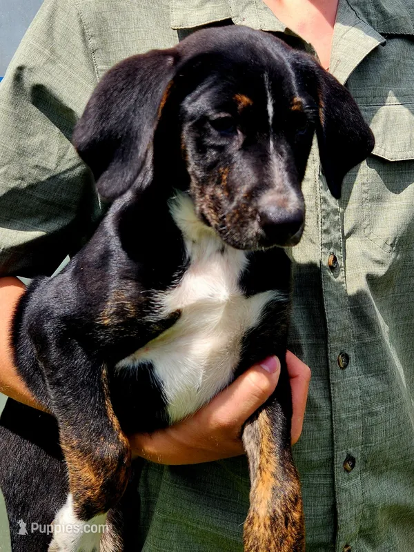 Roxy – German Shepherd Dog, Labrador Retriever puppy for sale in Howell, MI