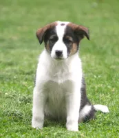 Noah, a male Border Collie and Labrador Retriever for sale in Lansing, MI – 7 of 8