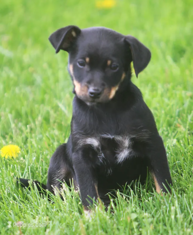 Maxx – Jack Russell Terrier, Miniature Pinscher puppy for sale in Howell, MI
