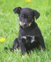 Maxx, a female Jack Russell Terrier and Miniature Pinscher for sale in Howell, MI – 1 of 2
