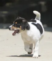 Sunny, a female Jack Russell Terrier and Toy Fox Terrier for sale in Lansing, MI – 3 of 7