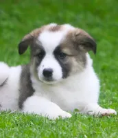 Tully, a female Border Collie and Labrador Retriever for sale in Lansing, MI – 1 of 10