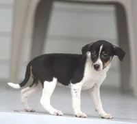 Roku, a male Jack Russell Terrier and Toy Fox Terrier for sale in Lansing, MI – 3 of 6