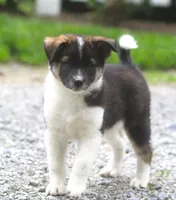 Cody, a male Border Collie and Labrador Retriever for sale in Lansing, MI – 4 of 4