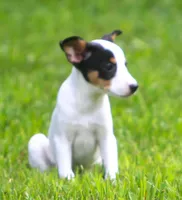 Raina, a female Jack Russell Terrier and Toy Fox Terrier for sale in Lansing, MI – 8 of 9