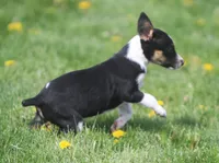 Jimmi, a female Jack Russell Terrier and Miniature Pinscher for sale in Howell, MI – 3 of 3