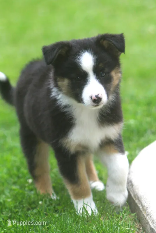 Haley – Border Collie, Labrador Retriever puppy for sale in Lansing, MI