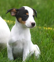 Raina, a female Jack Russell Terrier and Toy Fox Terrier for sale in Lansing, MI – 7 of 9