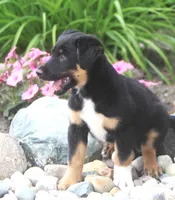 Mooney, a male German Shepherd Dog and Labrador Retriever for sale in Howell, MI – 2 of 4