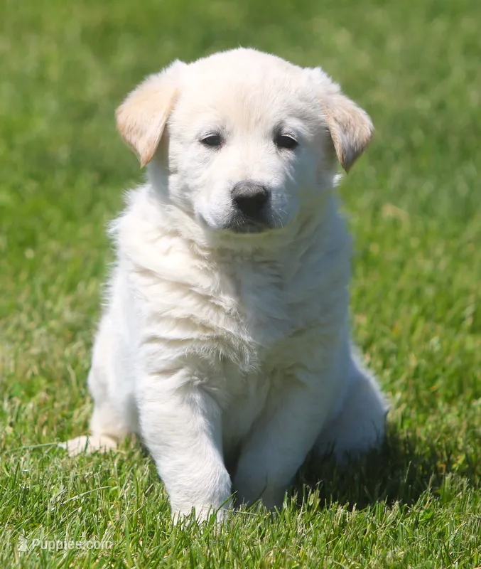 Rio – German Shepherd Dog, Golden Retriever puppy for sale in Howell, MI