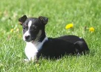 Jimmi, a female Jack Russell Terrier and Miniature Pinscher for sale in Howell, MI – 2 of 3