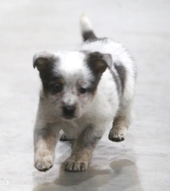 Sparkle – Australian Shepherd, Labrador Retriever puppy for sale in Howell, MI