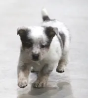 Sparkle, a female Australian Shepherd and Labrador Retriever for sale in Howell, MI – Photo 1 of 6